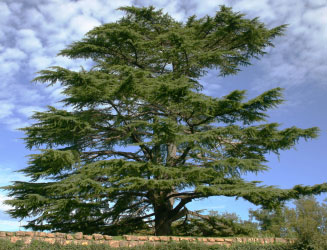 lebanon-cedar-tree