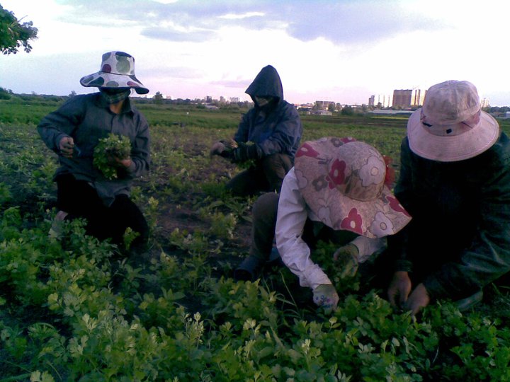 canhdongrau_xoxac_canduoc_chualanh